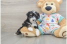 Mini Aussiedoodle Pup Being Cute