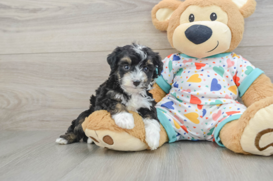 Mini Aussiedoodle Pup Being Cute