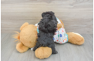 Petite Mini Aussiedoodle Poodle Mix Pup