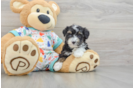 Best Mini Aussiedoodle Baby