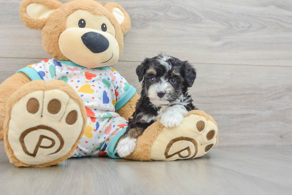 Best Mini Aussiedoodle Baby