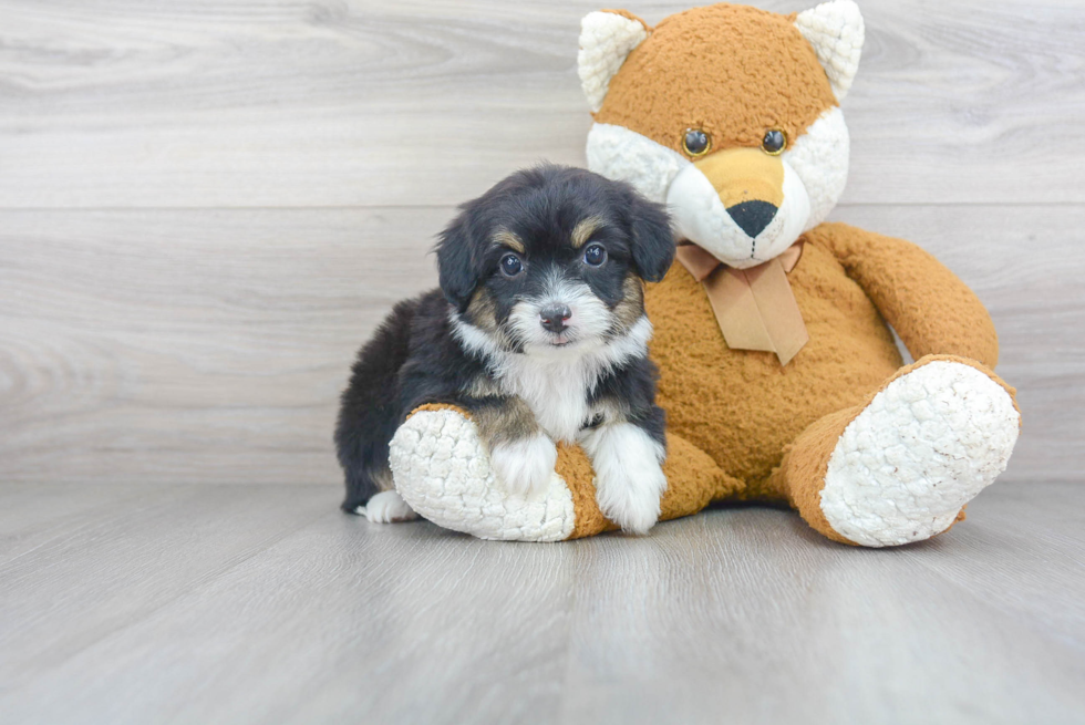 Mini Aussiedoodle Puppy for Adoption