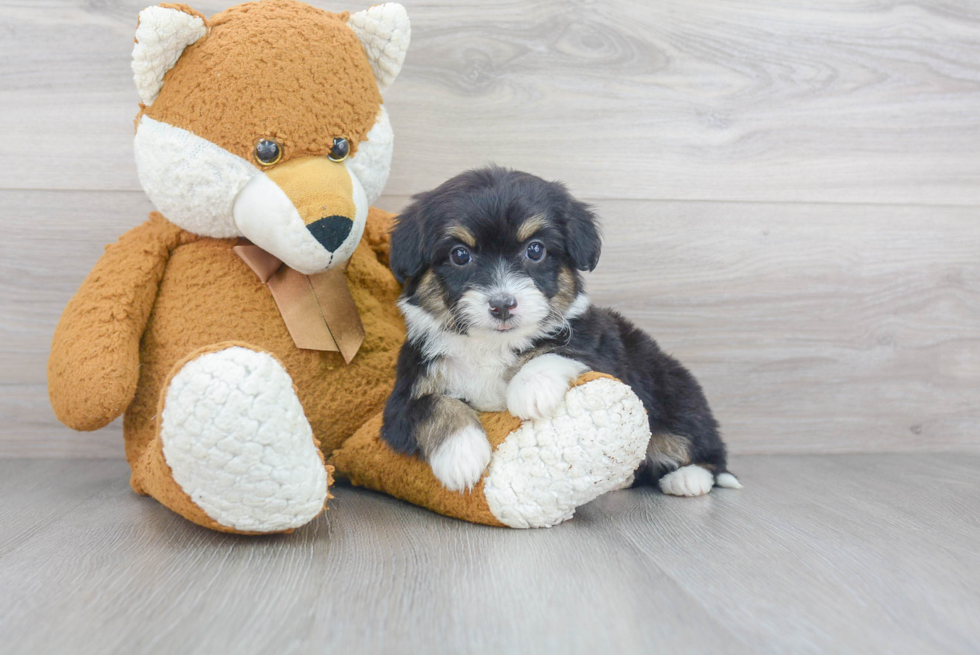 Mini Aussiedoodle Pup Being Cute