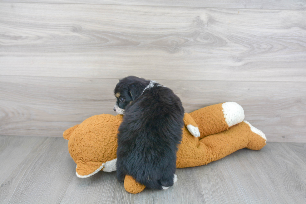 Smart Mini Aussiedoodle Poodle Mix Pup