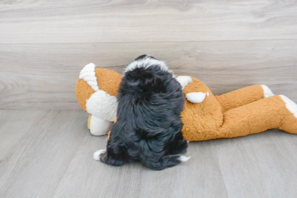 Friendly Mini Aussiedoodle Baby