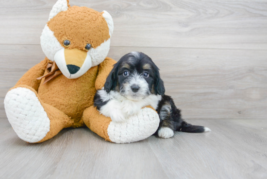 Petite Mini Aussiedoodle Poodle Mix Pup