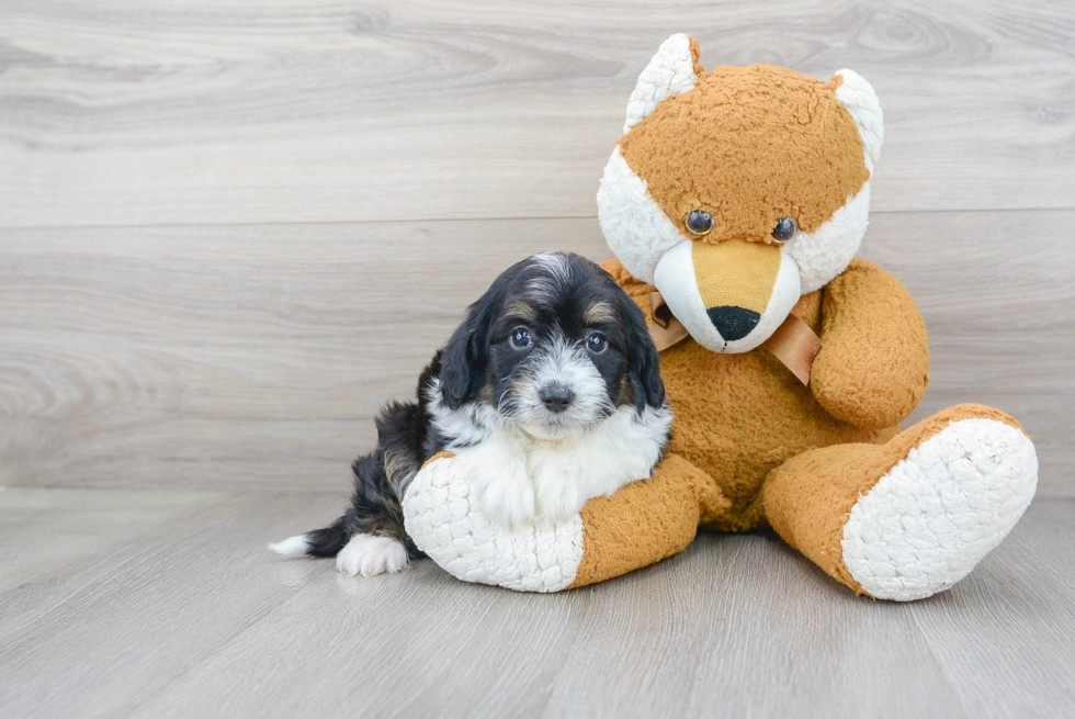 Mini Aussiedoodle Pup Being Cute