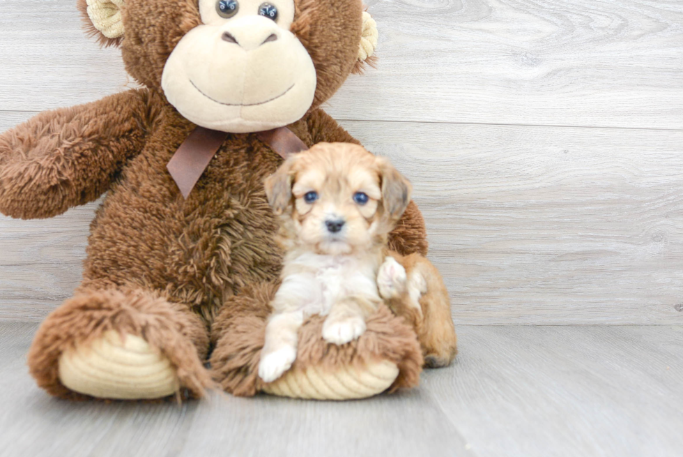 Cute Mini Aussiedoodle Baby