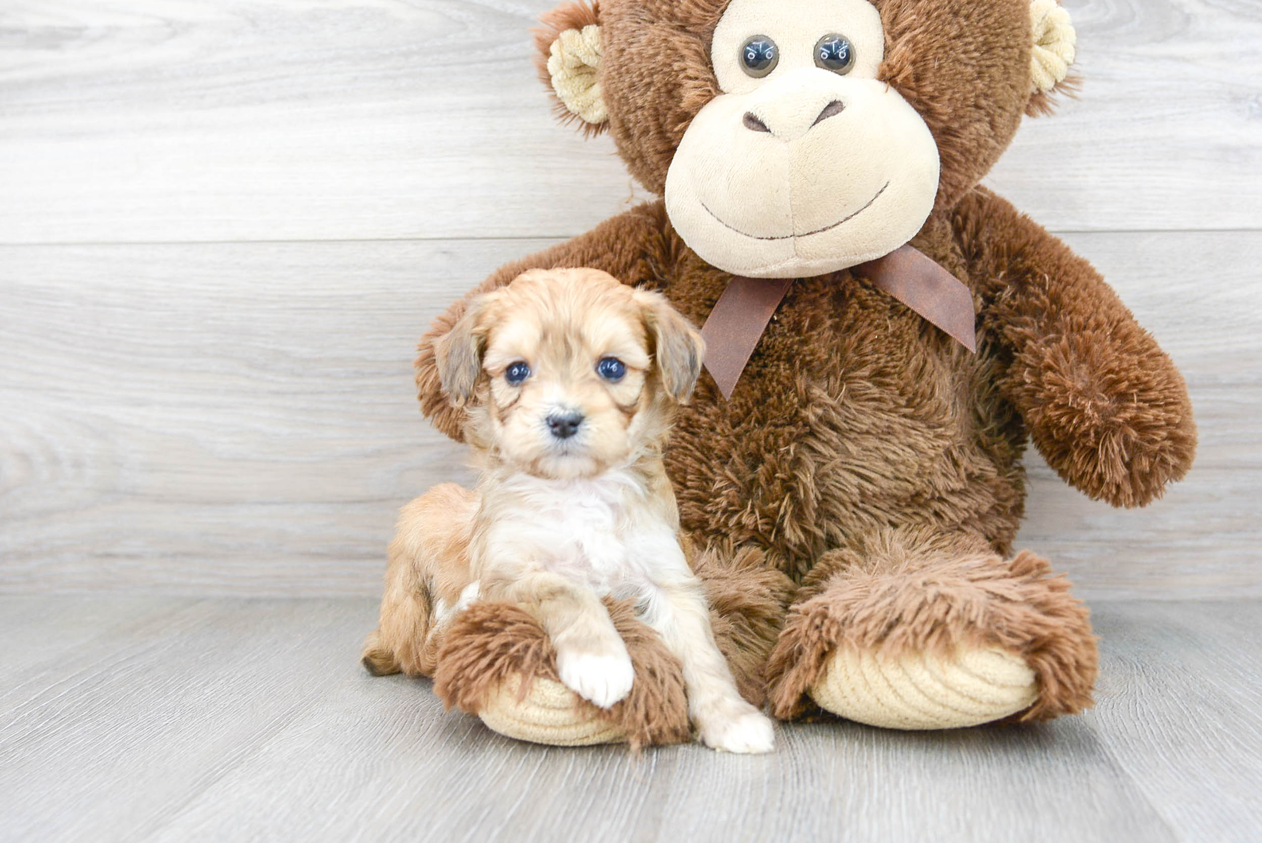 Small Mini Aussiedoodle Baby