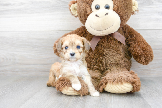 Small Mini Aussiedoodle Baby