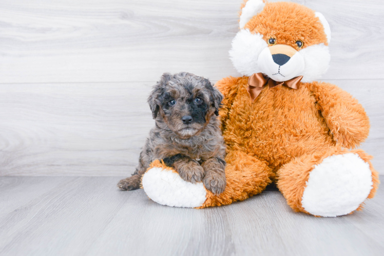 Mini Aussiedoodle Pup Being Cute