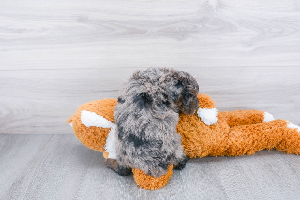 Petite Mini Aussiedoodle Poodle Mix Pup