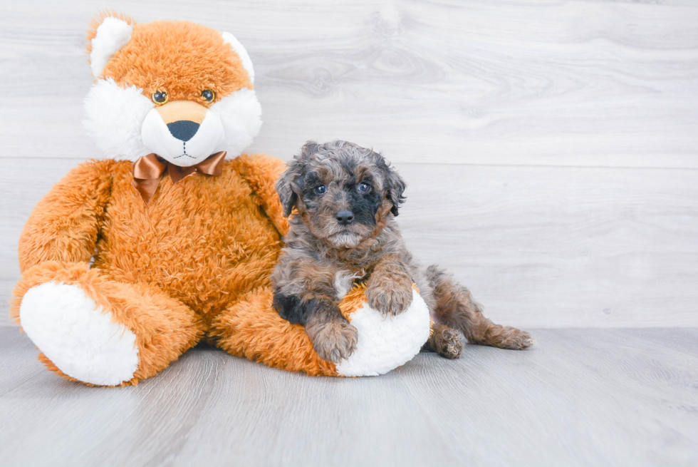 Mini Aussiedoodle Pup Being Cute