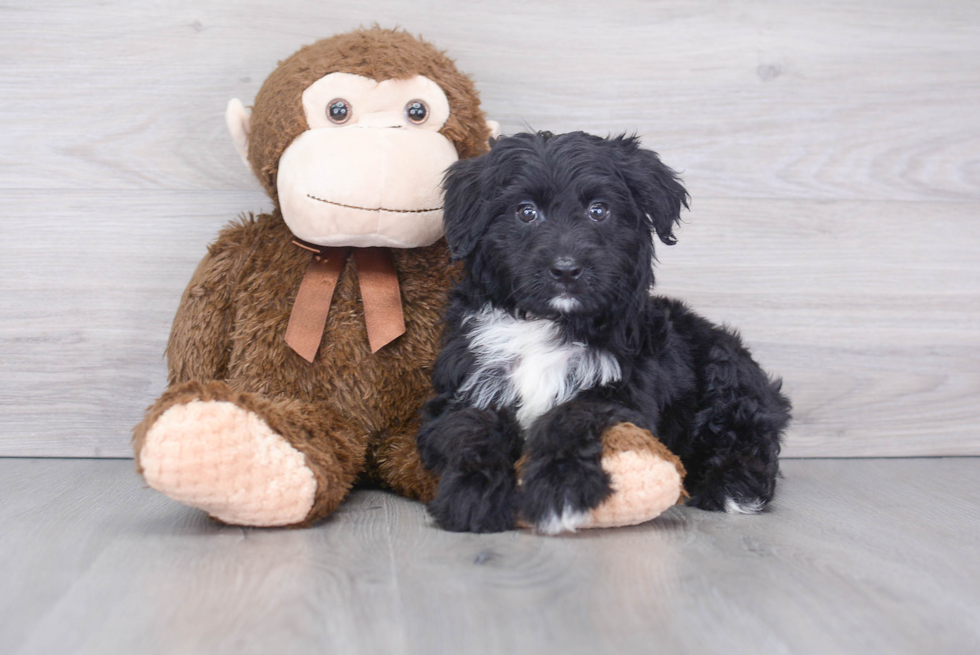 Best Mini Aussiedoodle Baby