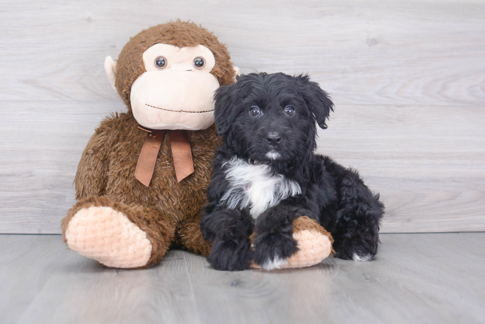 Hypoallergenic Aussiepoo Poodle Mix Puppy