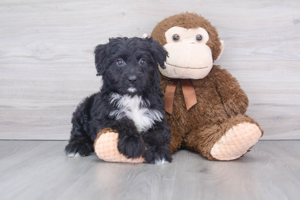 Mini Aussiedoodle Puppy for Adoption