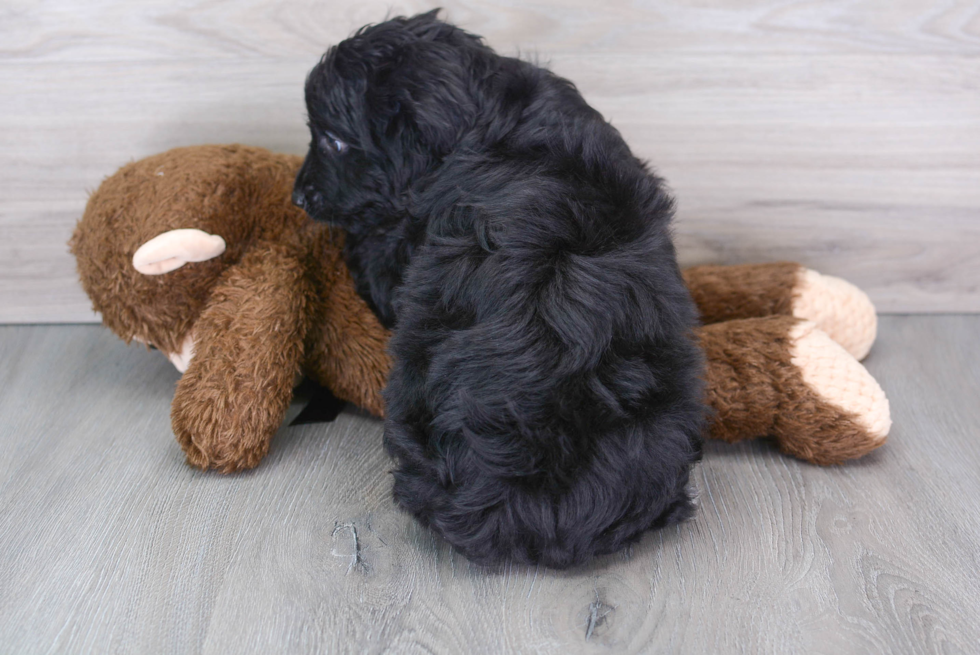 Little Aussiepoo Poodle Mix Puppy