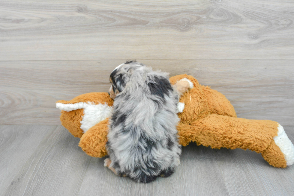Funny Mini Aussiedoodle Poodle Mix Pup