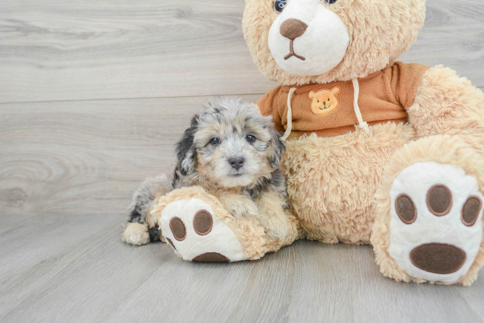 Mini Aussiedoodle Pup Being Cute