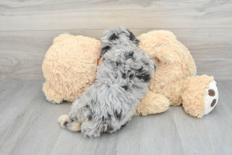 Mini Aussiedoodle Pup Being Cute