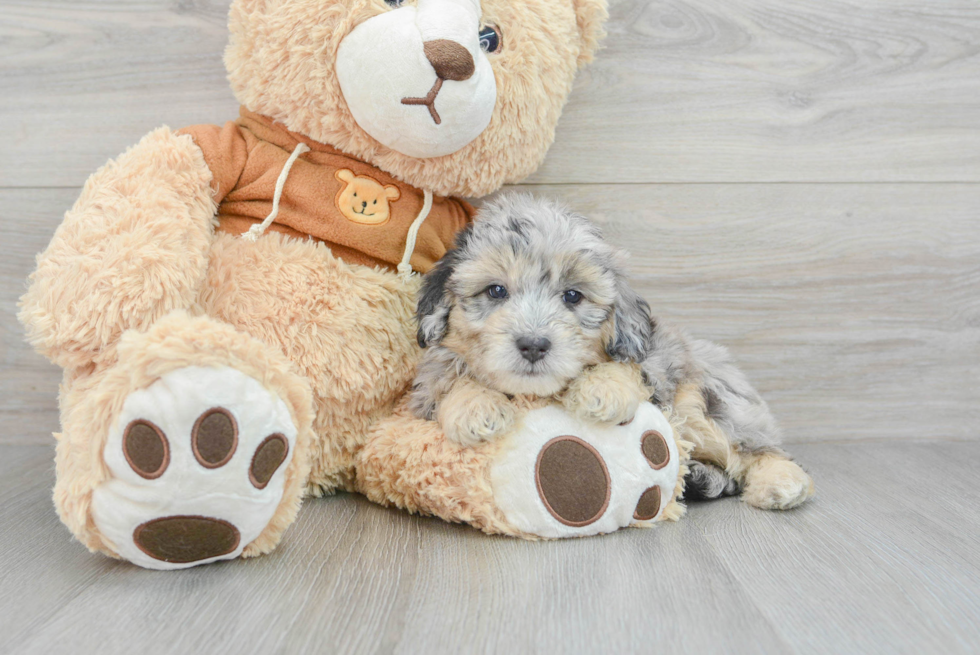 Best Mini Aussiedoodle Baby