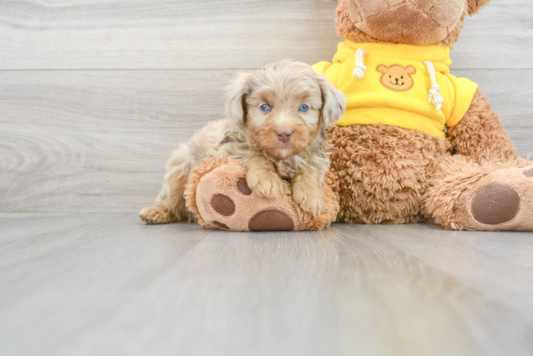 Best Mini Aussiedoodle Baby