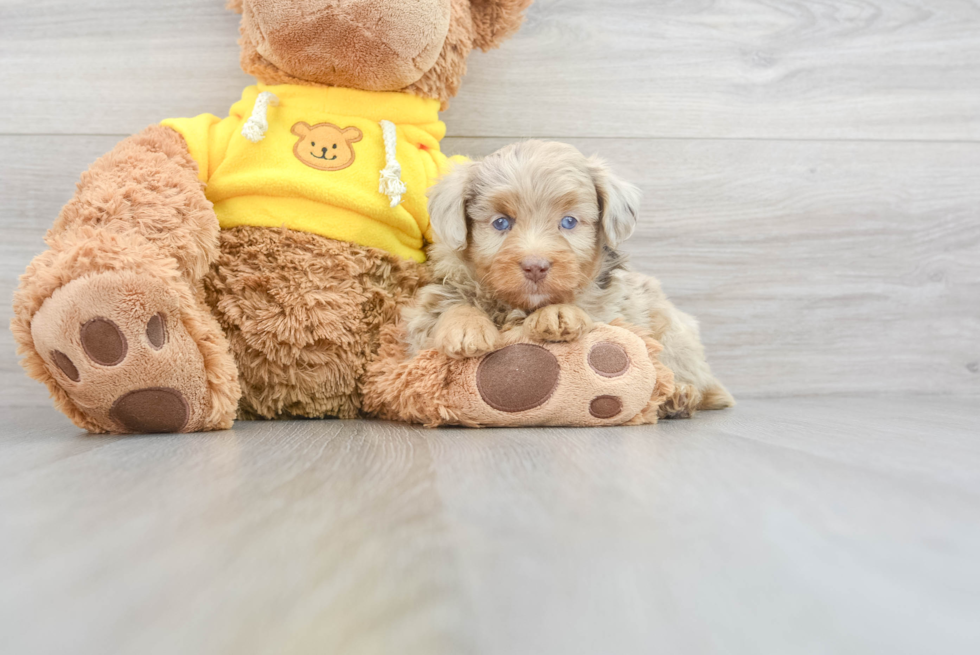 Playful Aussiepoo Poodle Mix Puppy