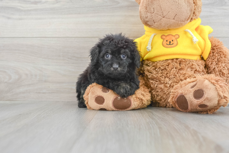 Small Mini Aussiedoodle Baby