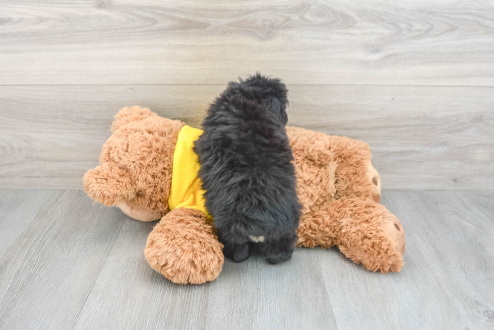 Mini Aussiedoodle Puppy for Adoption