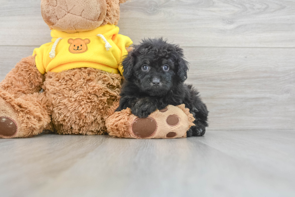 Best Mini Aussiedoodle Baby