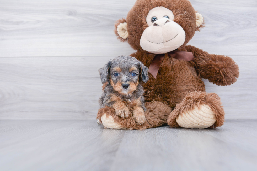 Best Mini Aussiedoodle Baby