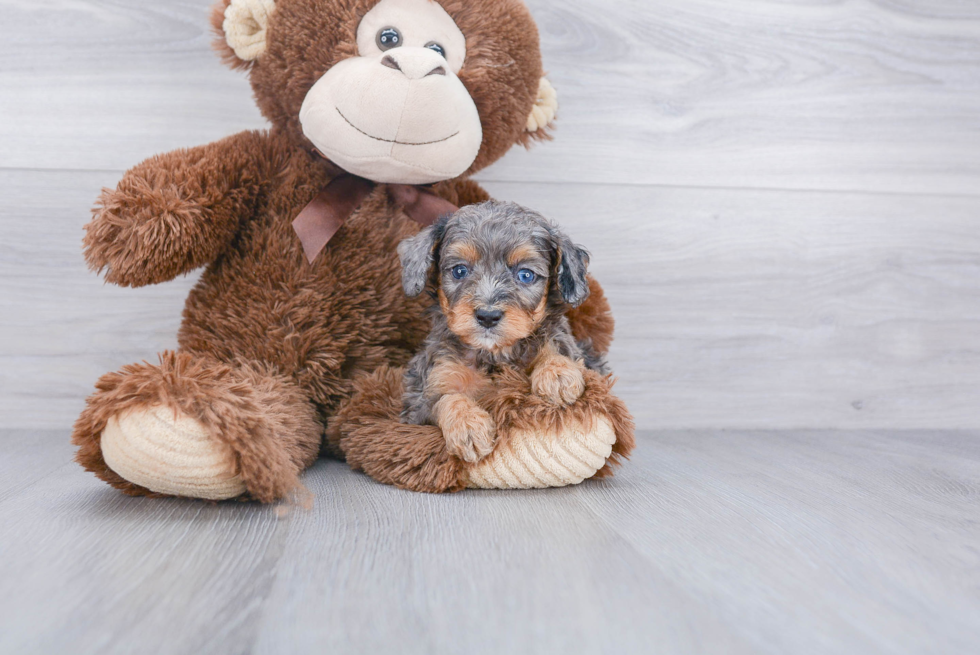 Playful Aussiepoo Poodle Mix Puppy