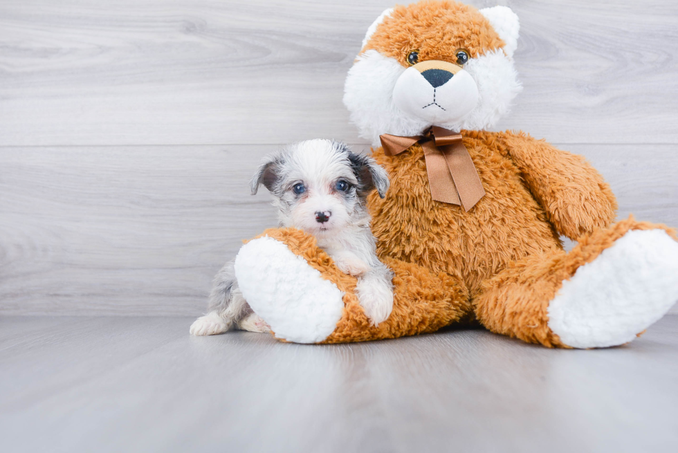 Mini Aussiedoodle Puppy for Adoption