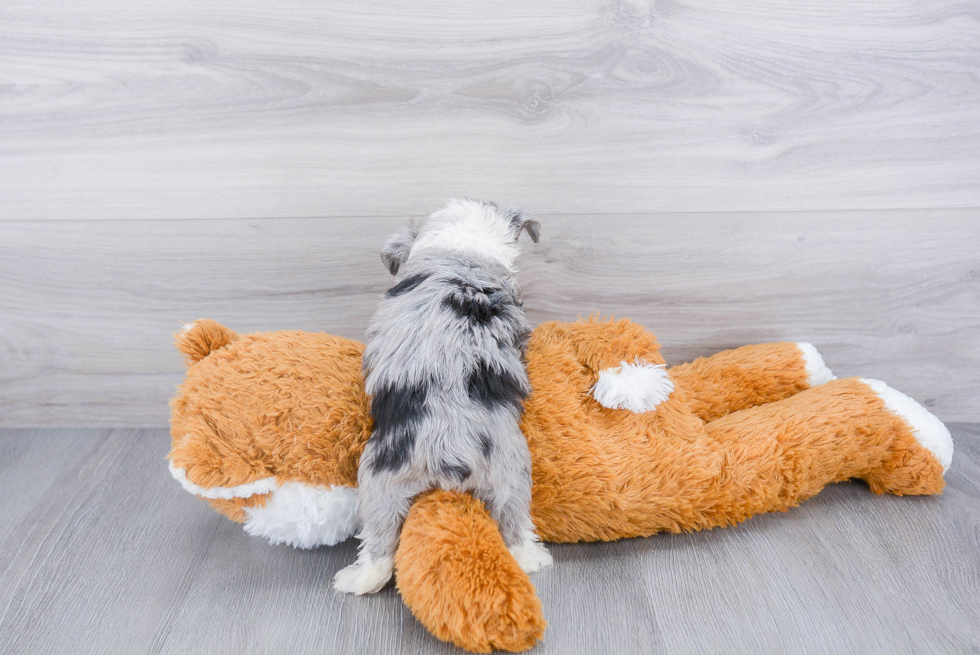 Popular Mini Aussiedoodle Poodle Mix Pup