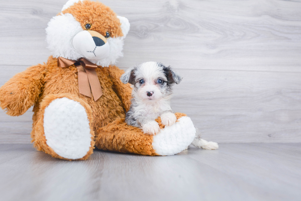 Cute Mini Aussiedoodle Baby