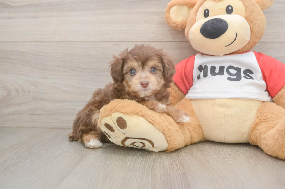 5 week old Mini Aussiedoodle Puppy For Sale - Premier Pups