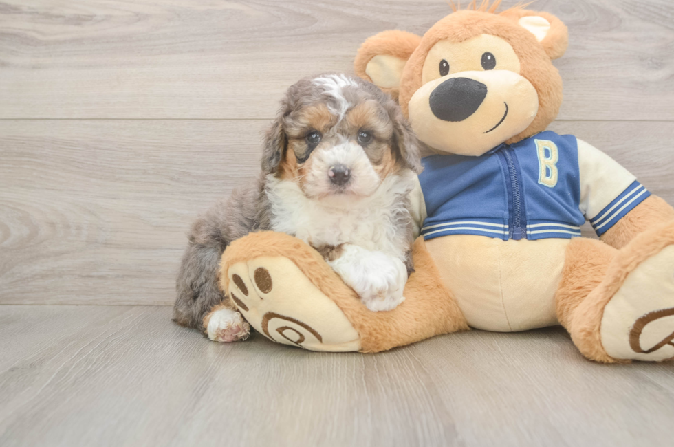 5 week old Mini Aussiedoodle Puppy For Sale - Premier Pups