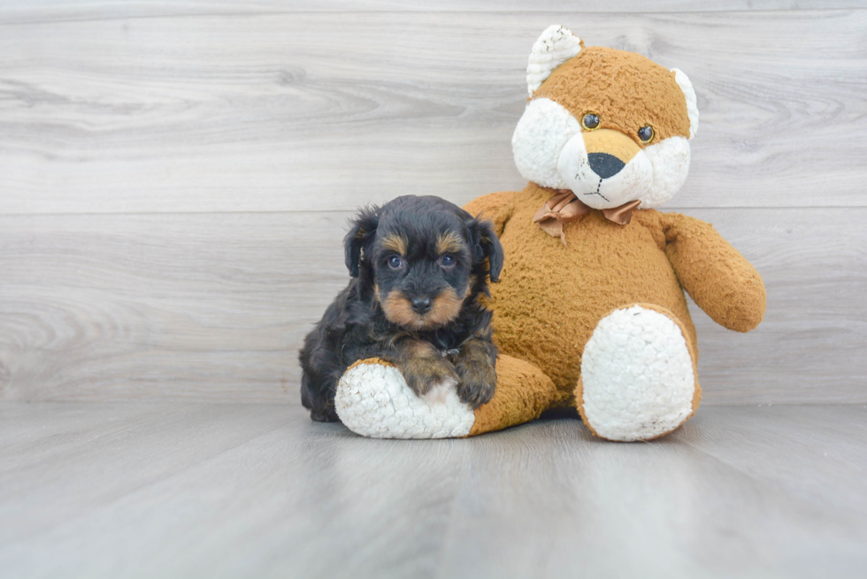 Mini Aussiedoodle Pup Being Cute