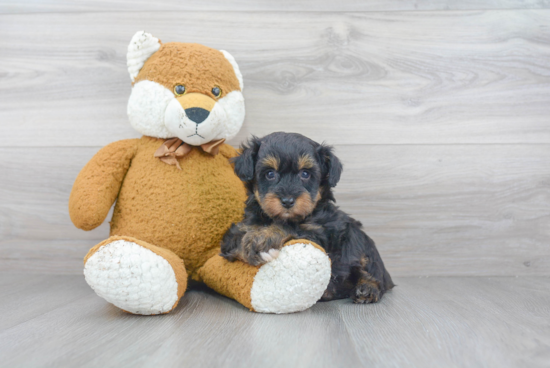 Mini Aussiedoodle Pup Being Cute