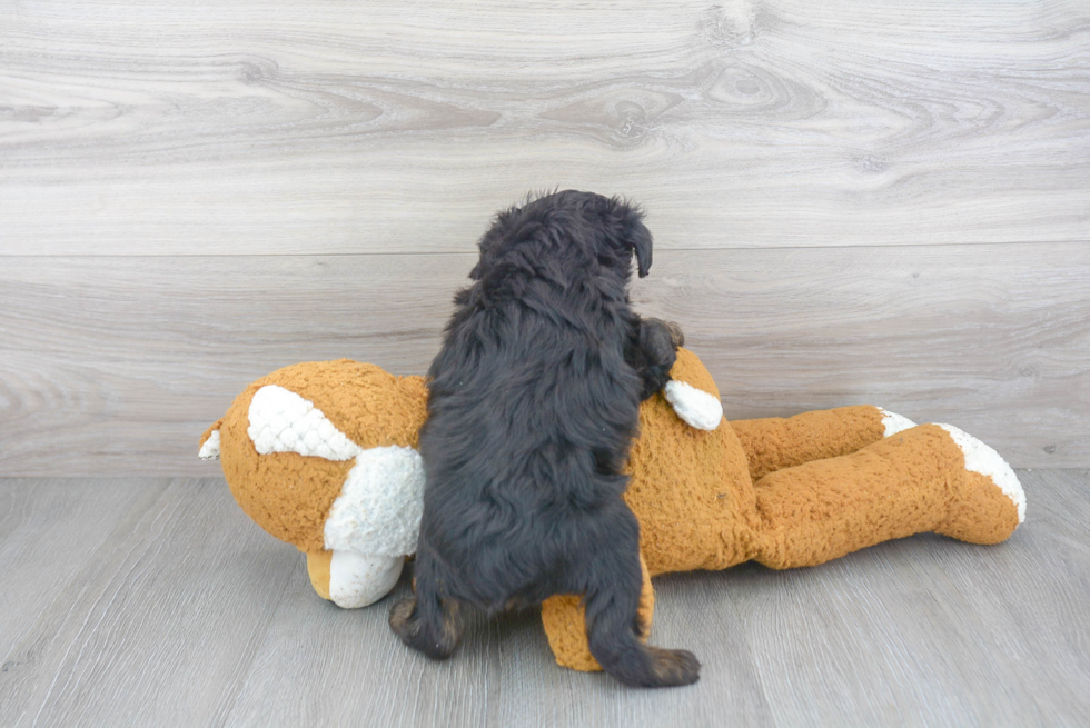 Small Mini Aussiedoodle Baby