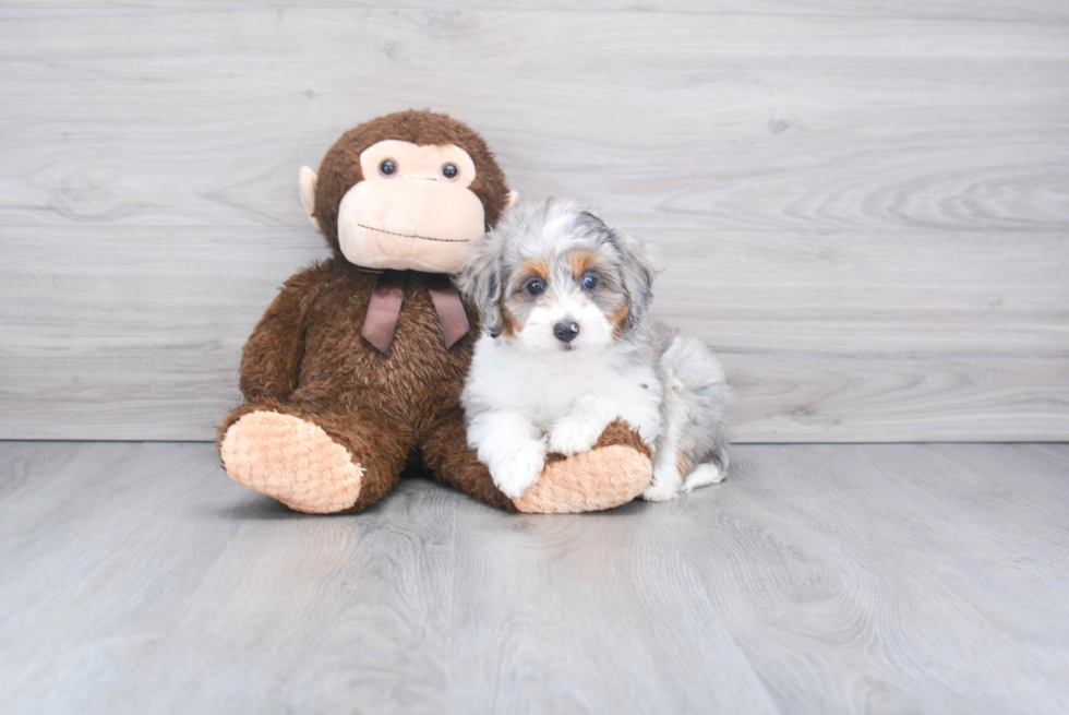 Adorable Aussiepoo Poodle Mix Puppy