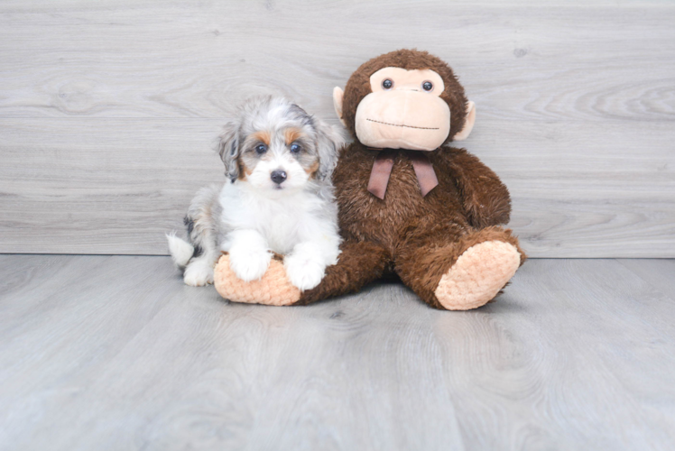 Best Mini Aussiedoodle Baby