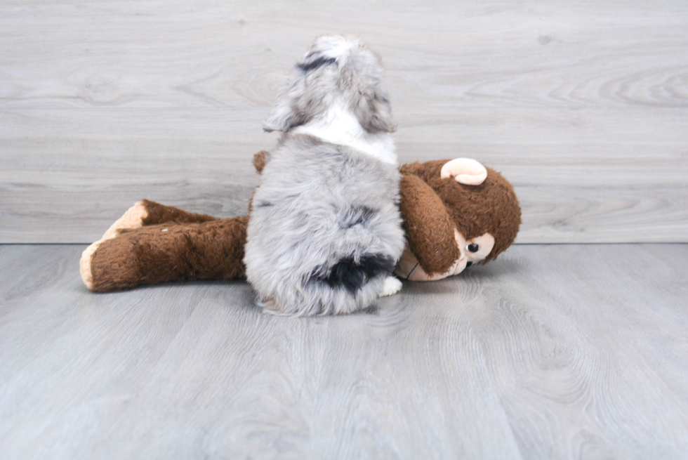 Mini Aussiedoodle Pup Being Cute