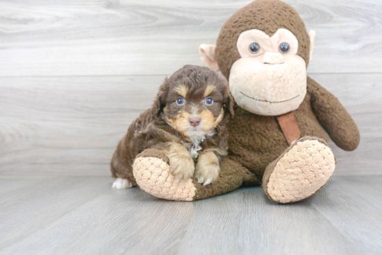 Best Mini Aussiedoodle Baby