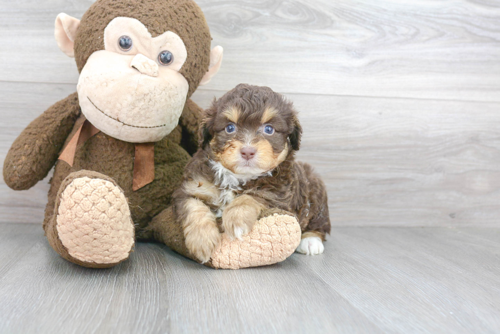 Best Mini Aussiedoodle Baby