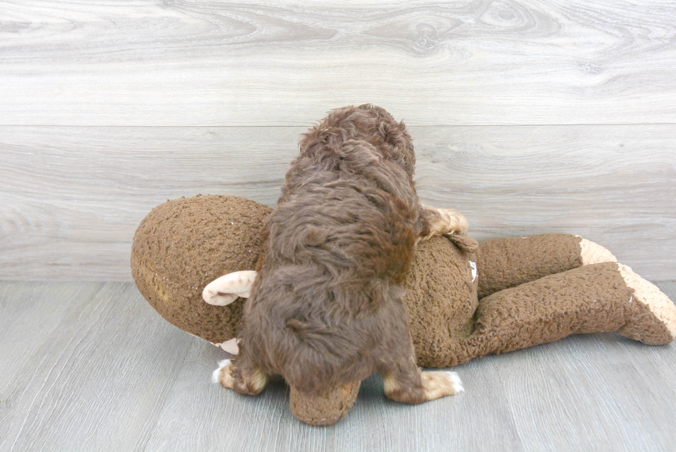 Mini Aussiedoodle Puppy for Adoption