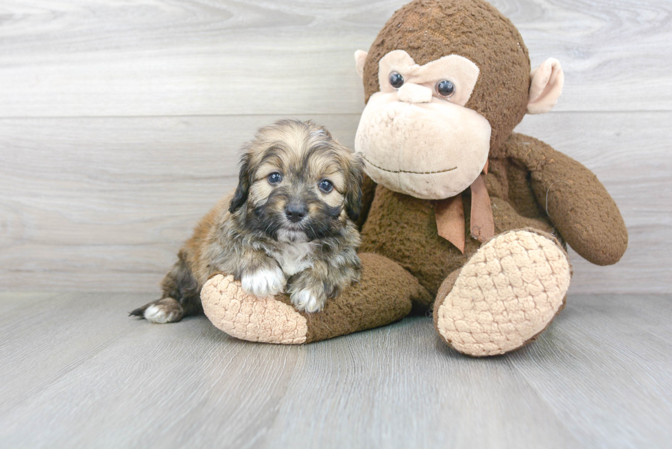 Hypoallergenic Aussiepoo Poodle Mix Puppy