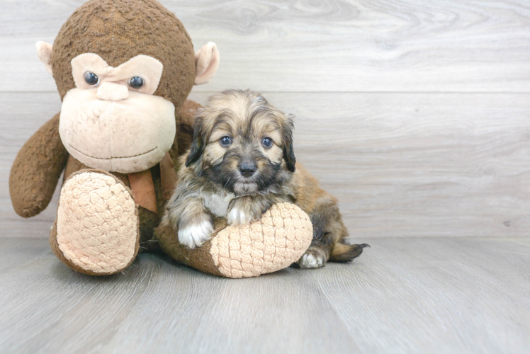 Mini Aussiedoodle Puppy for Adoption