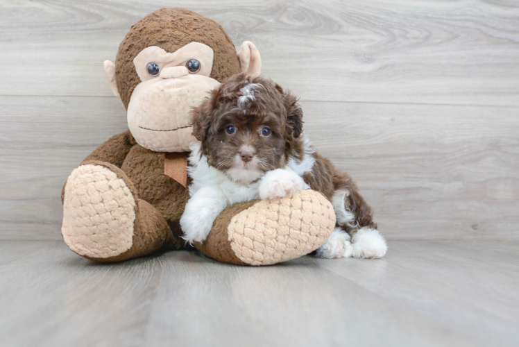 Adorable Aussiepoo Poodle Mix Puppy