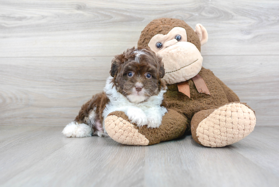 Smart Mini Aussiedoodle Poodle Mix Pup